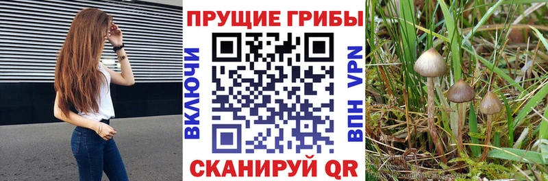 darknet Telegram  Богородск  Псилоцибиновые грибы ЛСД  наркошоп  blacksprut ссылка 